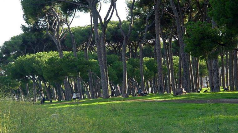 La pineta di Fregene vicino all'hotel